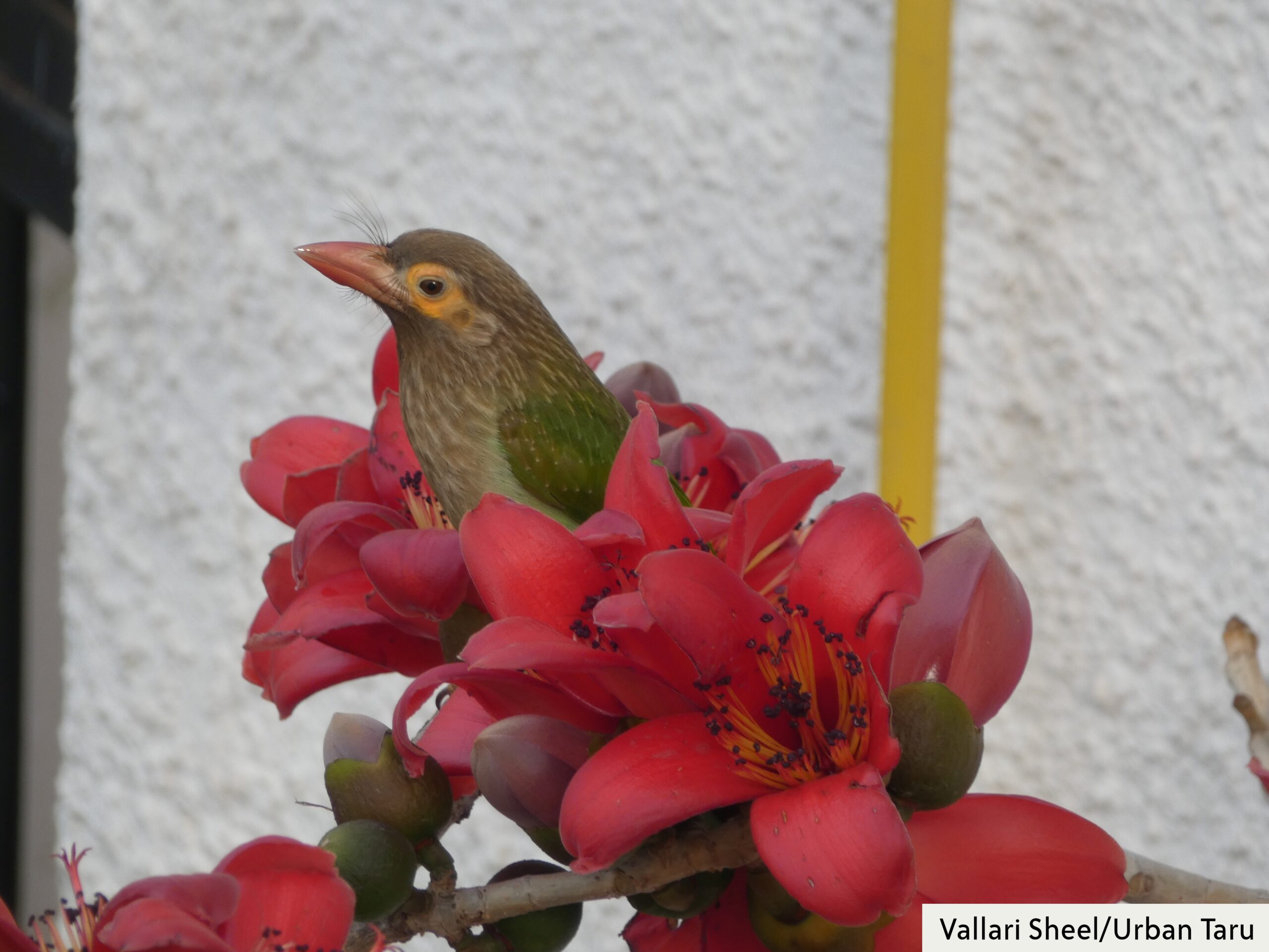 Barbet_Semal_Cropped